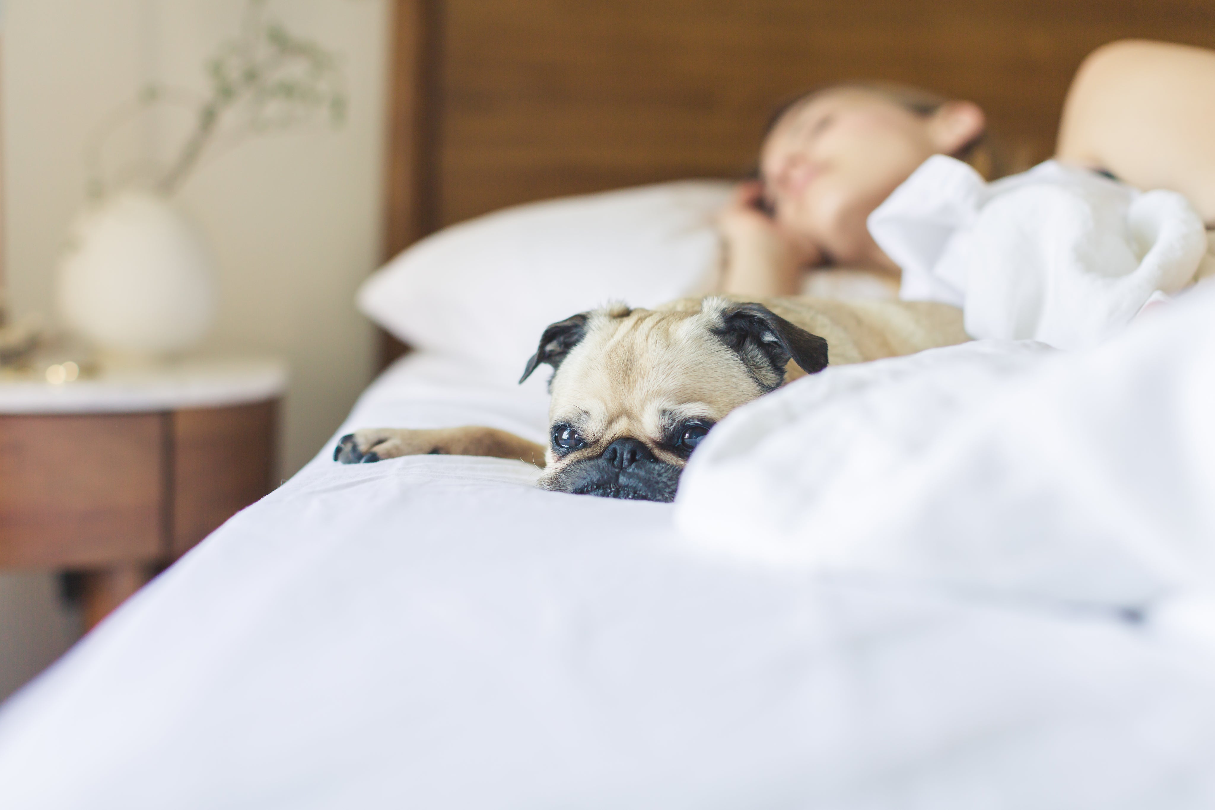 Easy rest with pets around with the help of Welove noise canceling silicone Earplugs for sleeping Red Dot winner 2025